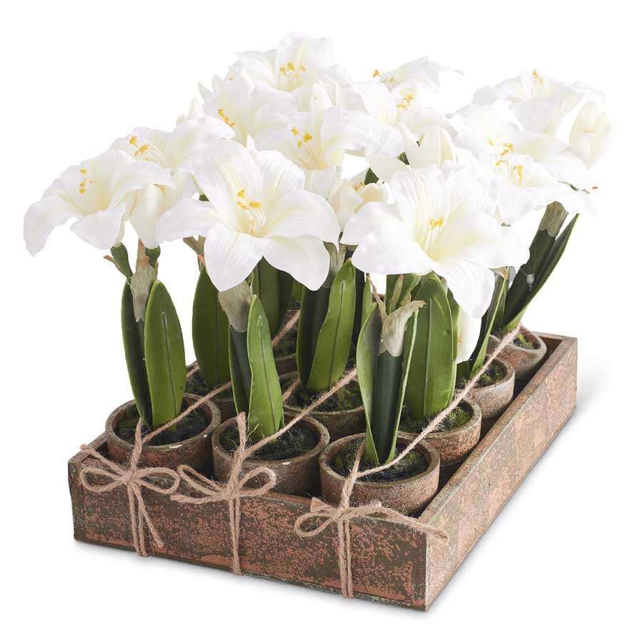 Potted White Amaryllis w/Wood Tray