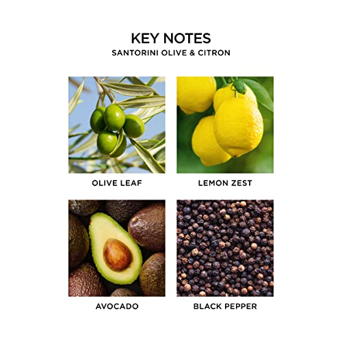 NEST CLASSIC CANDLE SANTORINI OLIVE & CITRON 8.1OZ