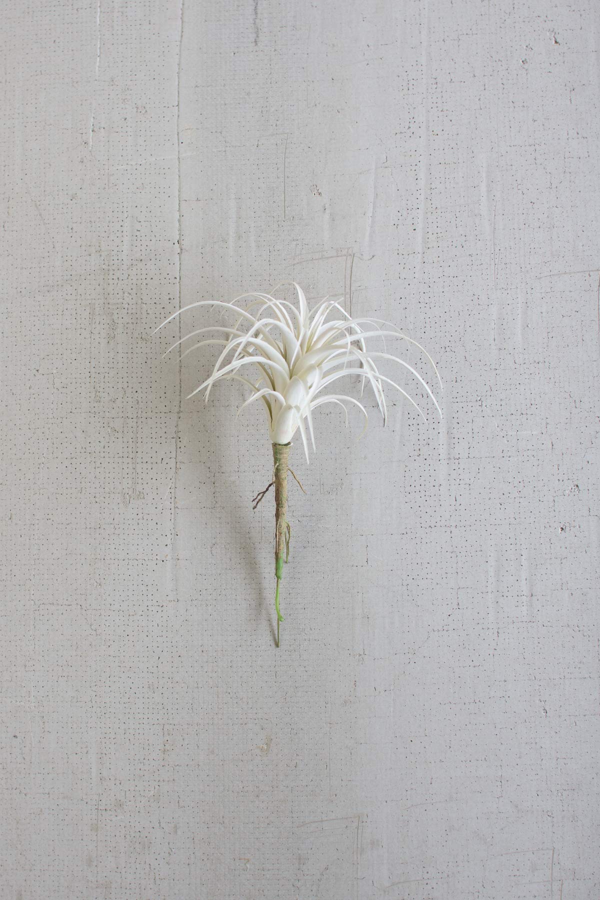 White Air Plant (sm.)