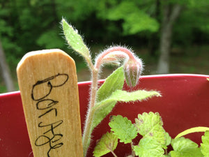 COCKTAIL GROW GARDEN