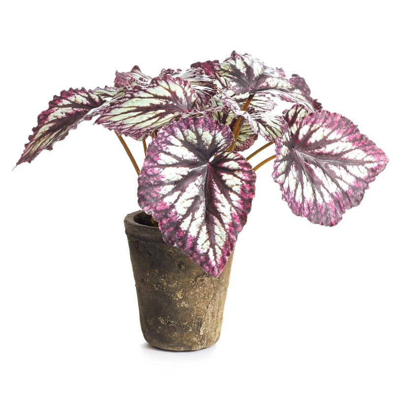 HEIRLOOM REX BEGONIA POTTED 11"