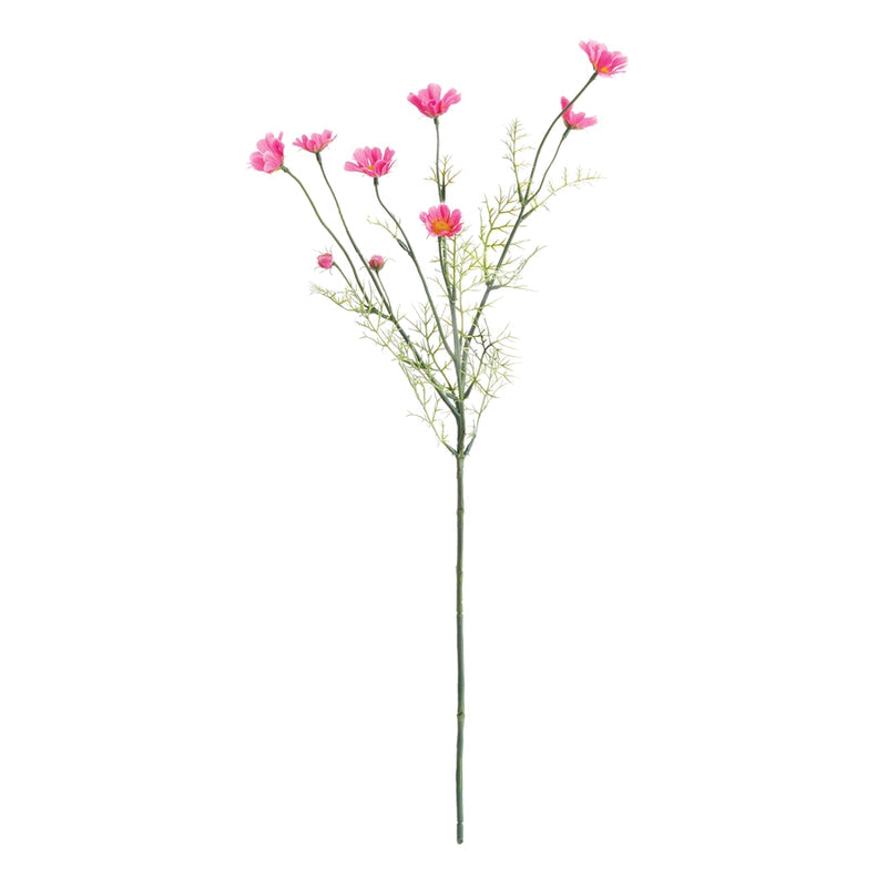 Cosmos Stem 25" DK PK