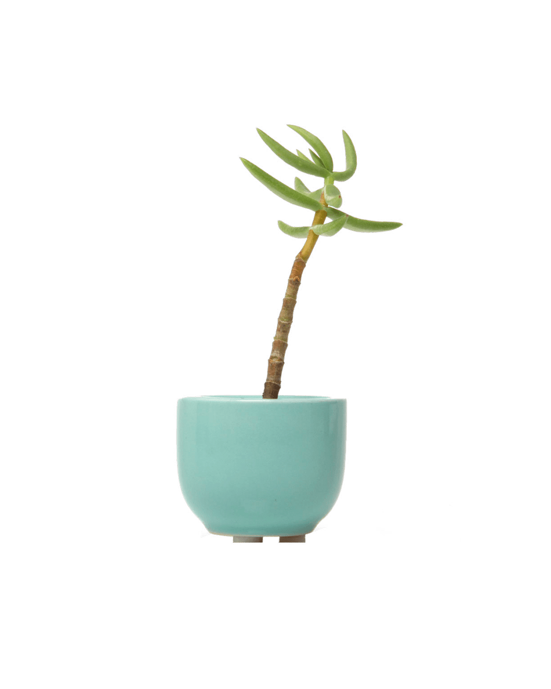 Succulent Cup Planter, 2" - Seafoam