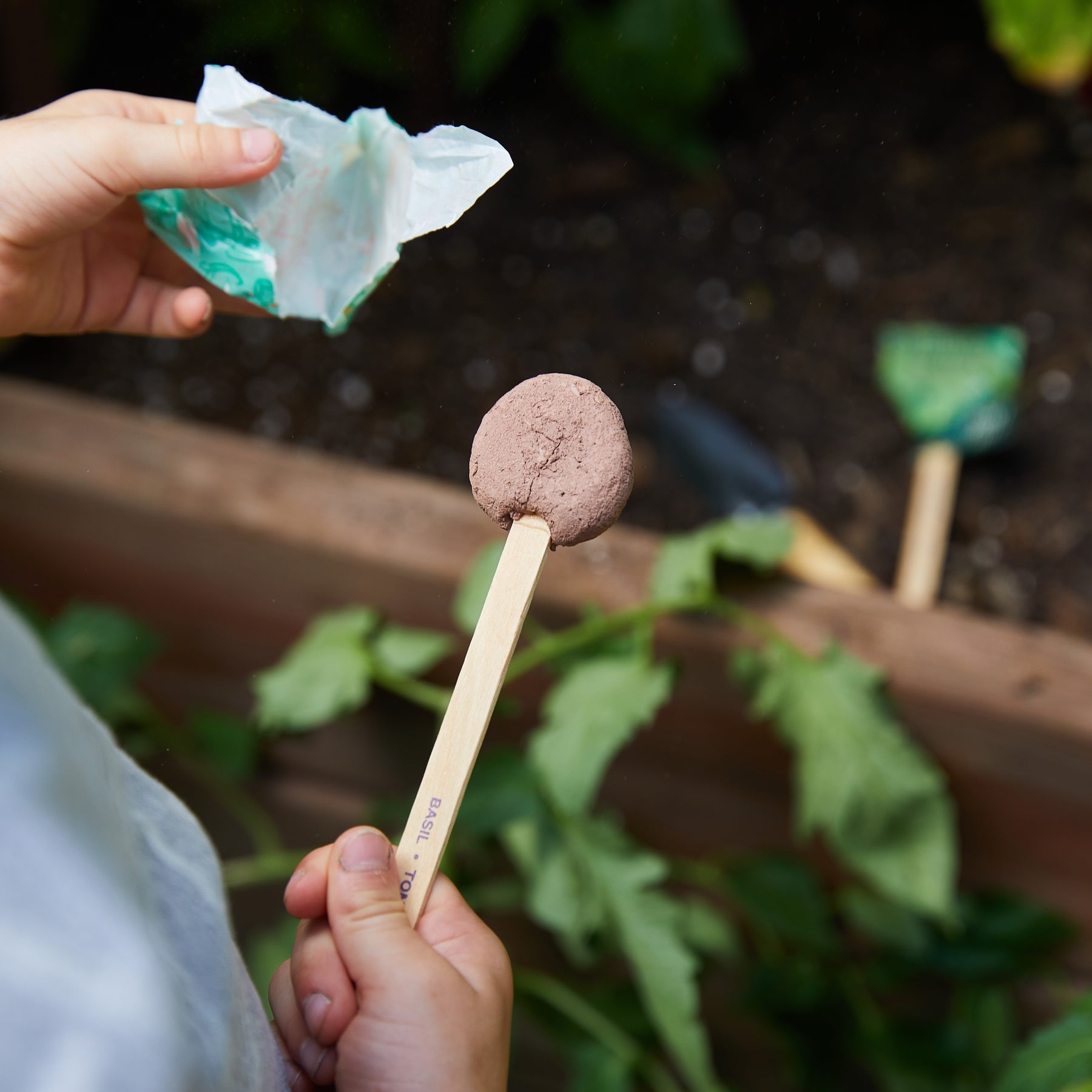 SEED LOLLIPOP