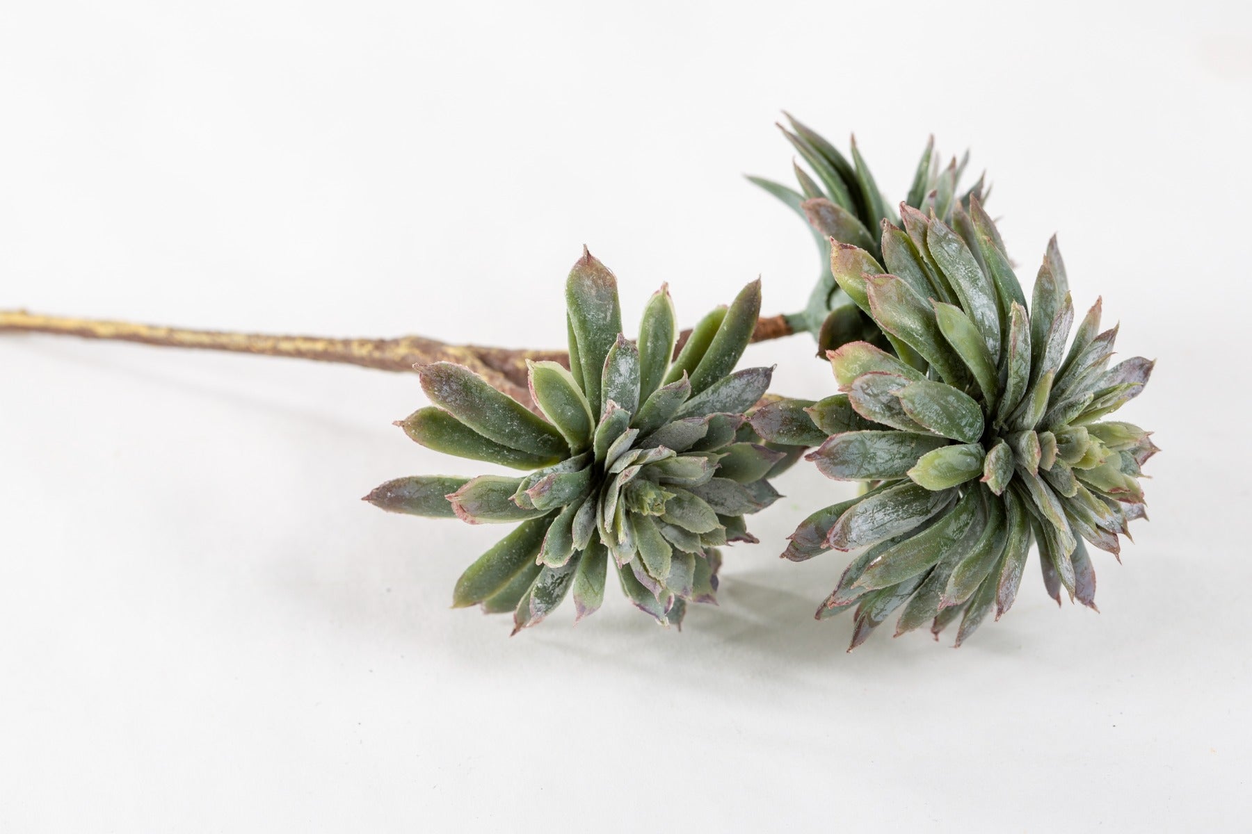 8" SOFT TOUCH ECHEVERIA X3 GY/GR