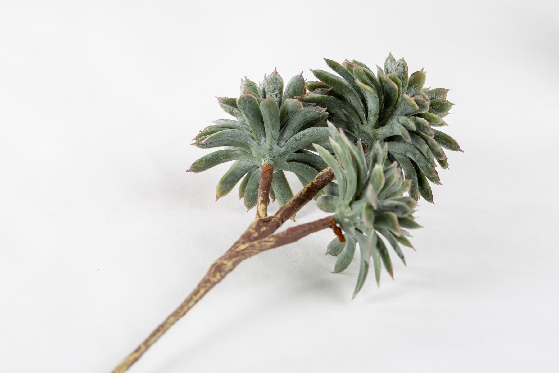 8" SOFT TOUCH ECHEVERIA X3 GY/GR