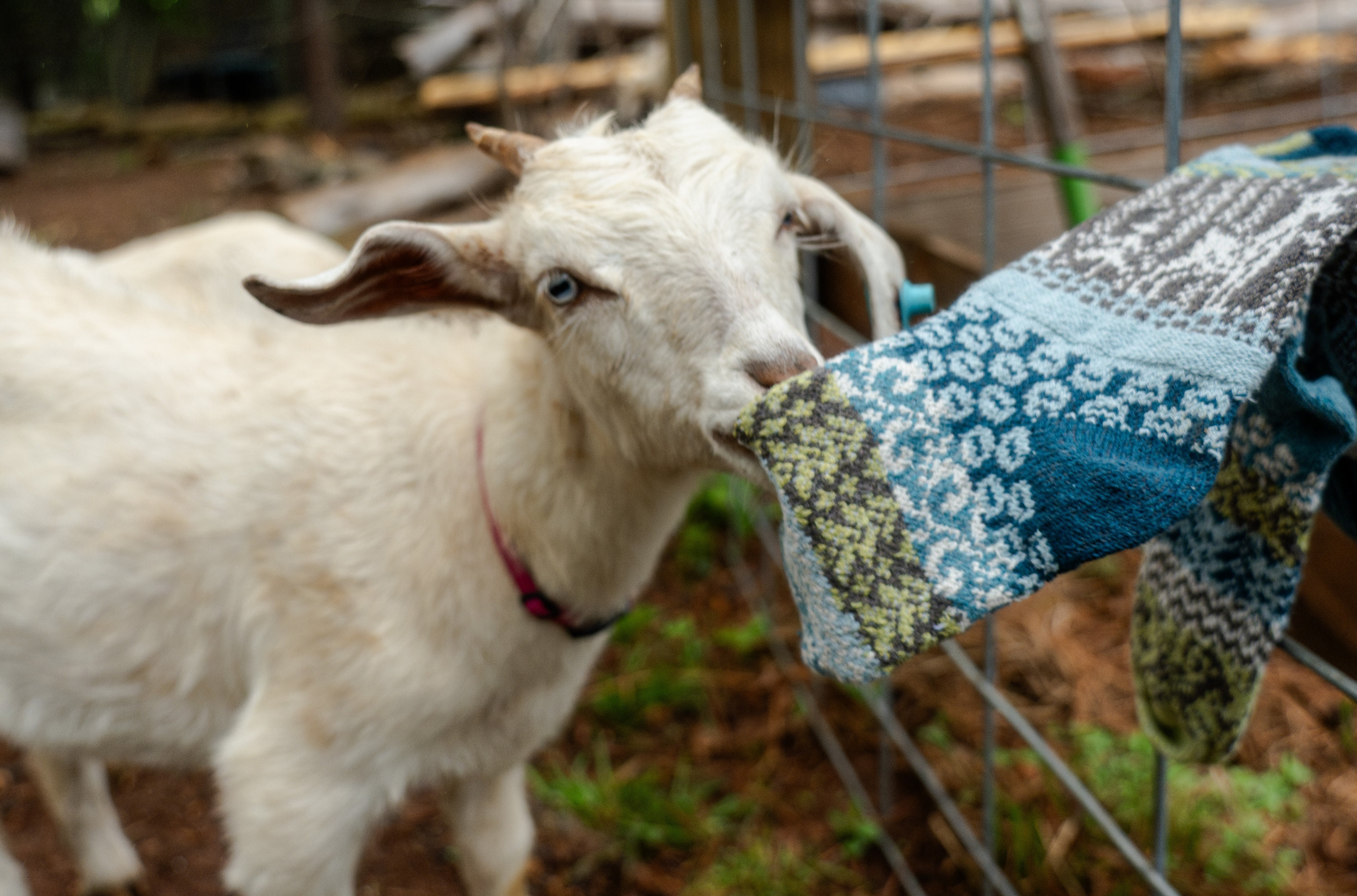 Goat Crew Socks - Small (W: 6-8, M: 5-7)