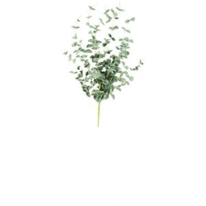 Botanica #0984