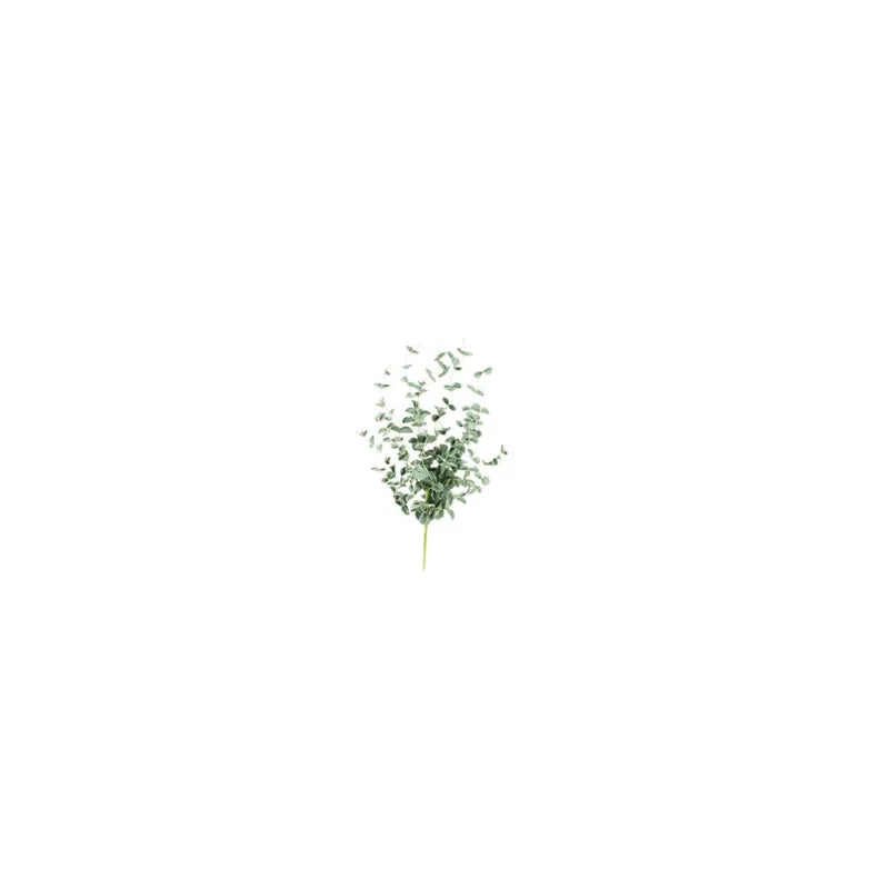 Botanica #0984