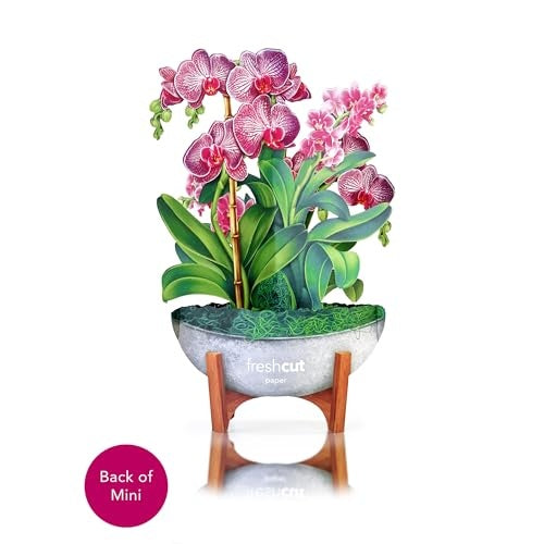 Mini Orchid Oasis