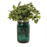 Garden Jar - Cilantro