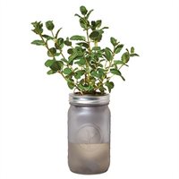 Garden Jar - Mint