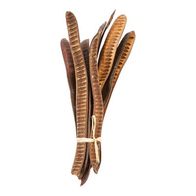Dried Natural Gulmohar Fruit Bunch 21" (10 pcs.)