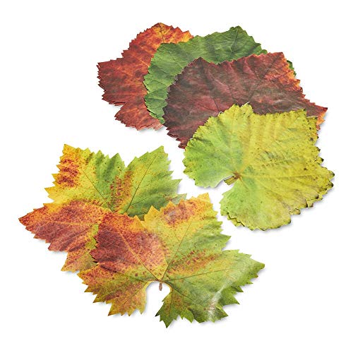 Parchment Leaves, Grape Variety, Set/20
