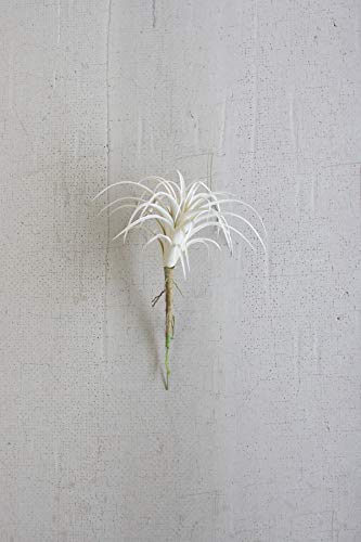 White Air Plant (sm.)