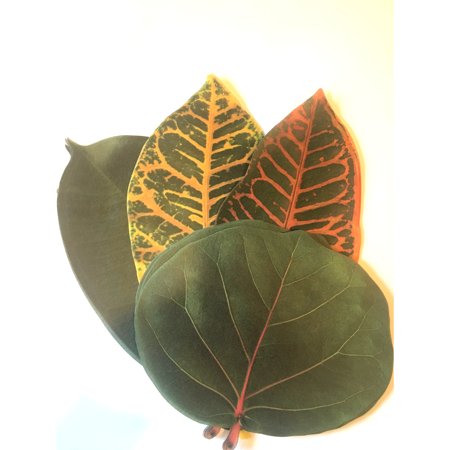 Parchment Leaves, Tropical, Set/20