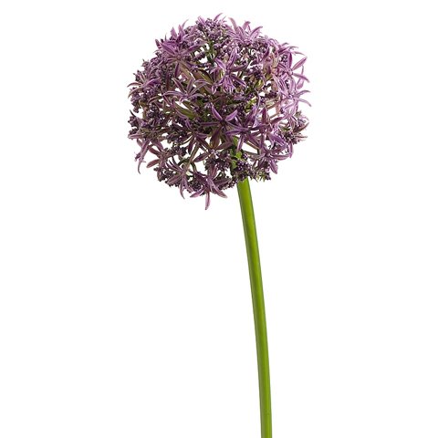 31" Allium Spray LV