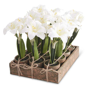 Potted White Amaryllis w/Wood Tray