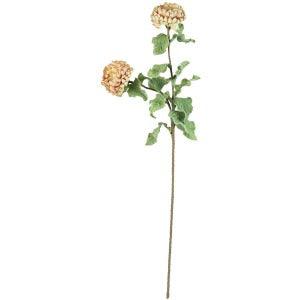 Botanica #3184