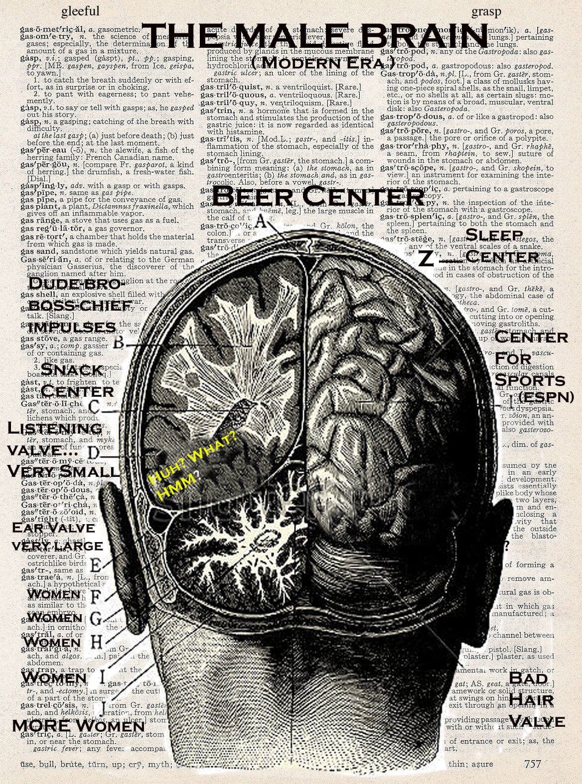 MALE BRAIN