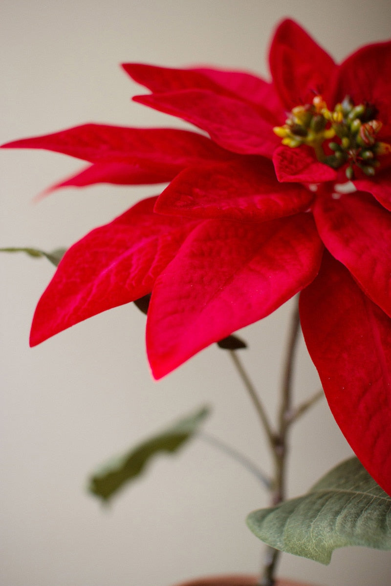 Close-up detail of vibrant red poinsettia bloom with yellow-green center cyathia