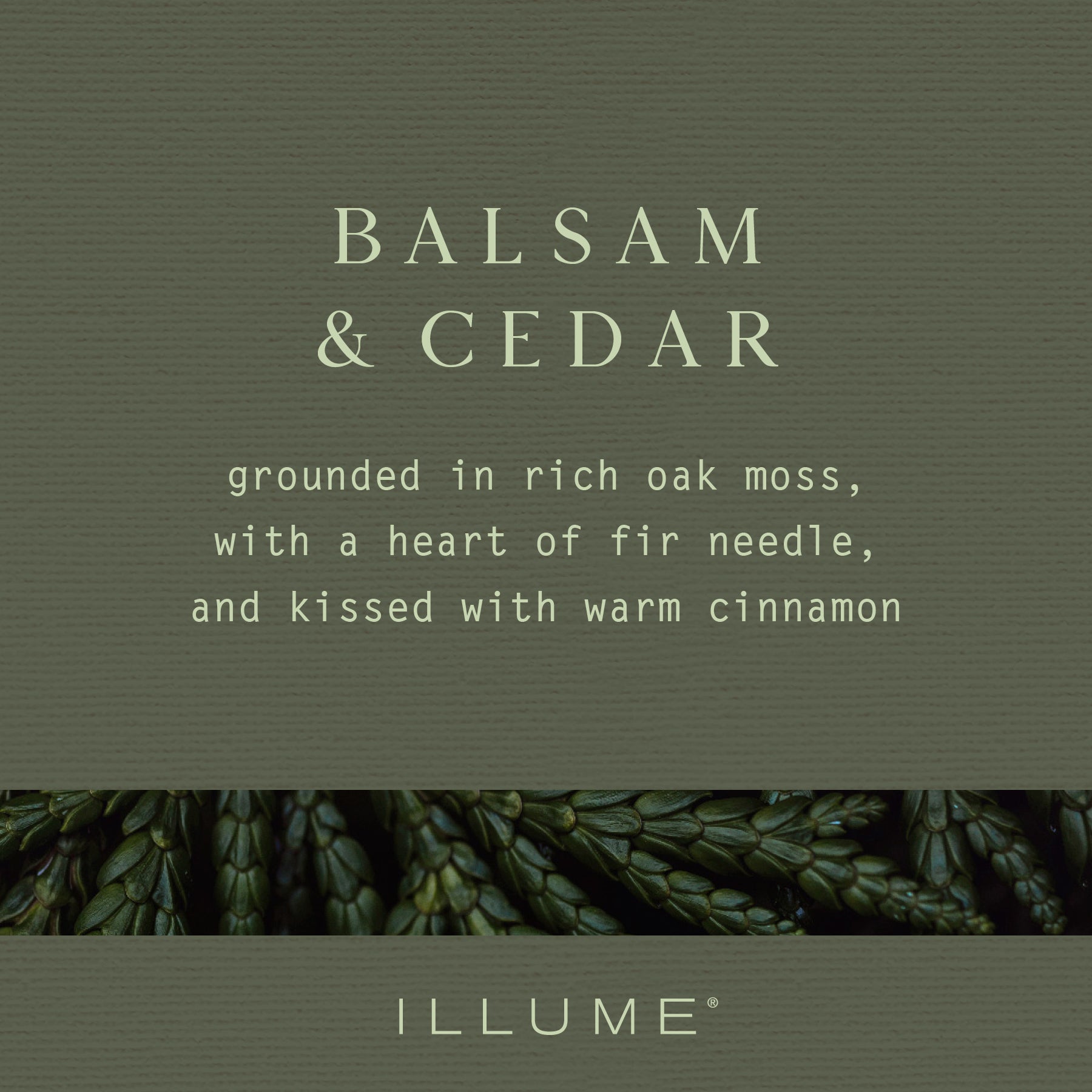 Illume Balsam and Cedar fragrance description card with fir needle botanical imagery