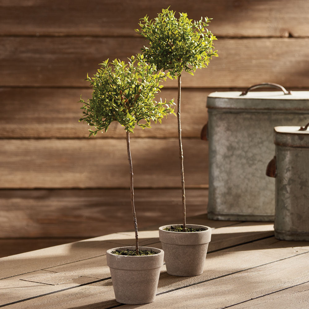 Thyme Topiary 16"