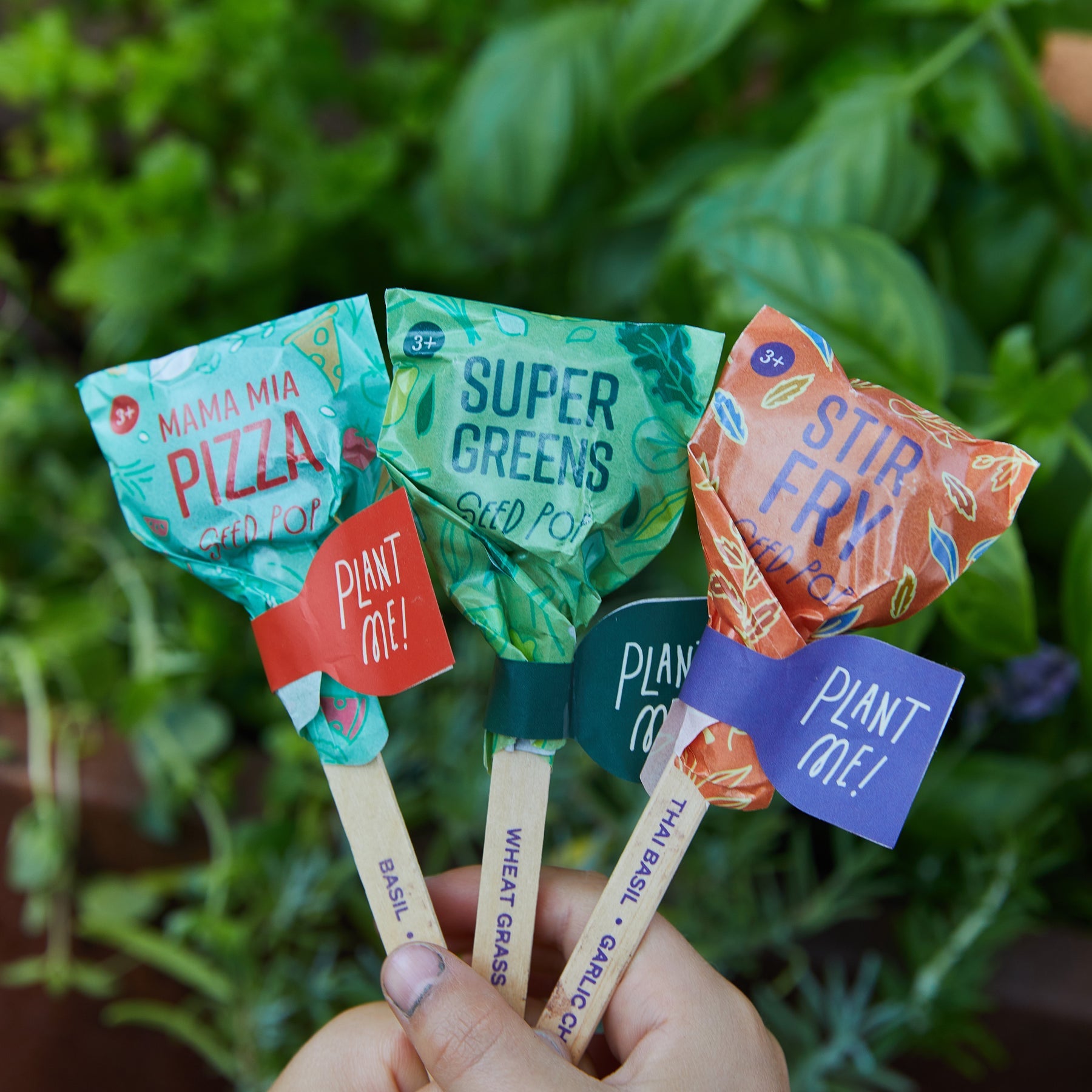 SEED LOLLIPOP