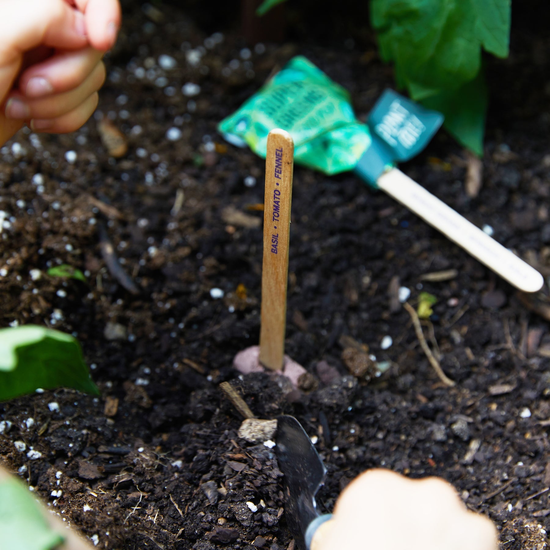 SEED LOLLIPOP