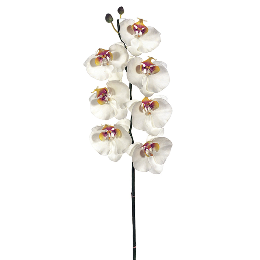 34" Phalaenopsis Orchid Spray white