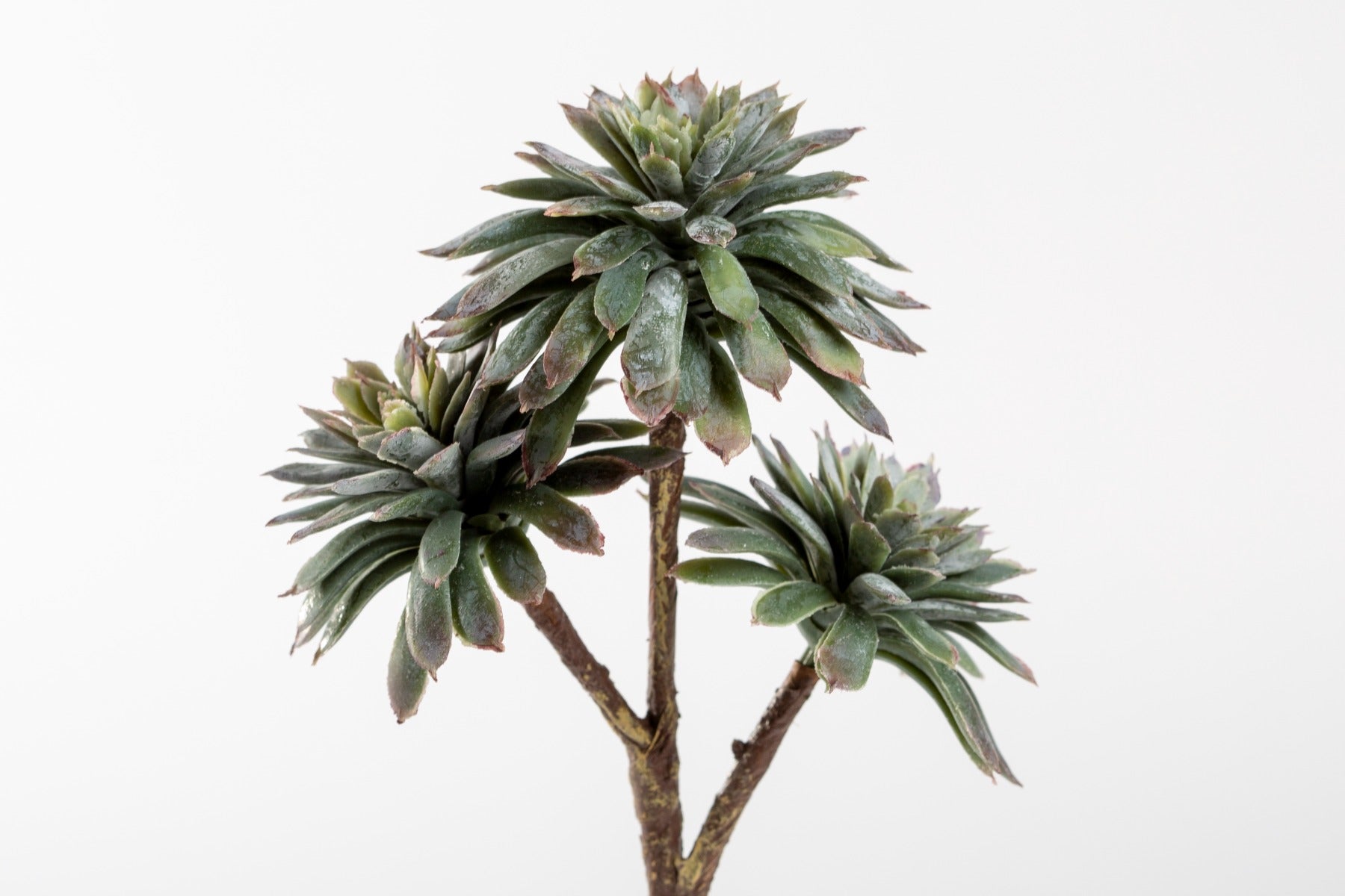 8" SOFT TOUCH ECHEVERIA X3 GY/GR