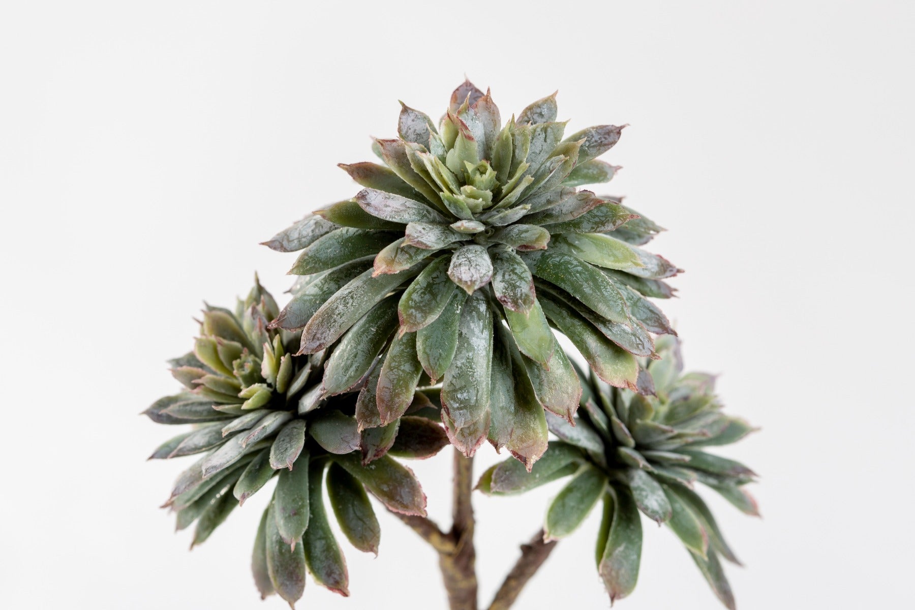 8" SOFT TOUCH ECHEVERIA X3 GY/GR