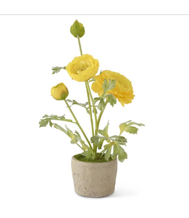 14.75" Yellow Ranunculus in clay pot
