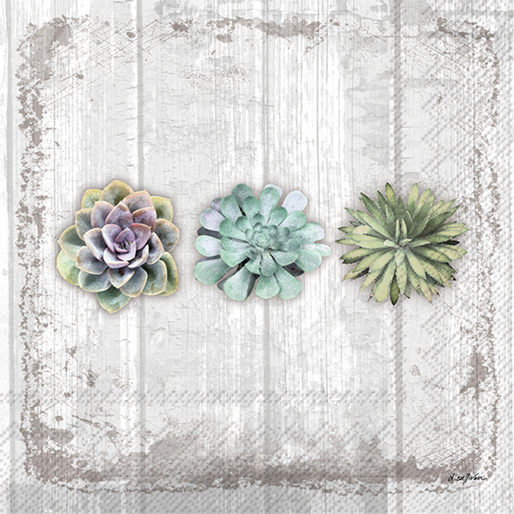 Lunch Napkins / Succulents Still Life