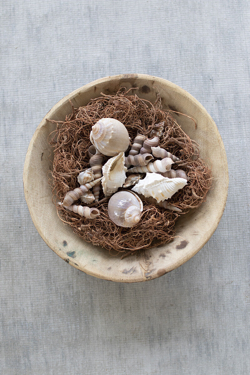 Exotic Shells w/Brown Moss (bag)